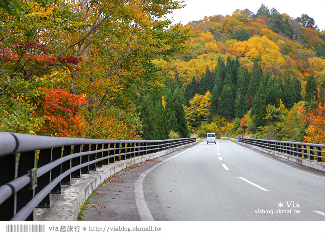 東北賞楓》秋田國道398號～不思議的紅葉公路！沿途紅葉美景相伴，處處都是美炸的景色