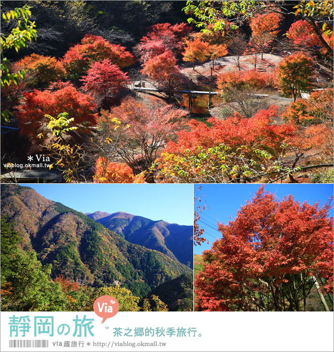 【靜岡自由行程】靜岡旅遊～茶之鄉的秋季旅行《六日行程篇》跟著Via醬玩西靜岡！