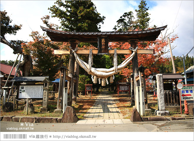 福島喜多方景點》新宮熊野神社～八百多年大銀杏樹！值得一賞的秋季銀杏美景！