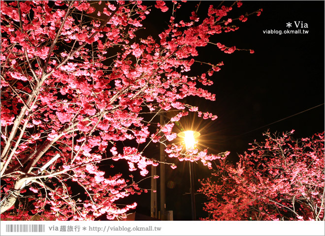 【泰安派出所夜櫻】泰安派出所櫻花2015～夜賞八重櫻、浪漫氣氛更顯濃郁！