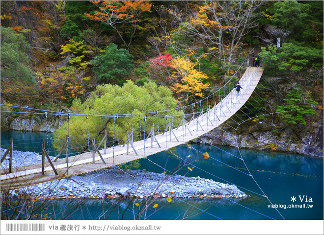 靜岡旅遊景點》秋季秘境之旅～寸又峽溫泉『夢之吊橋』，碧藍湖水上的夢幻美景