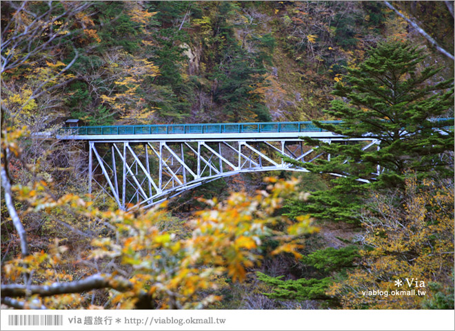 靜岡旅遊景點》秋季秘境之旅～寸又峽溫泉『夢之吊橋』，碧藍湖水上的夢幻美景