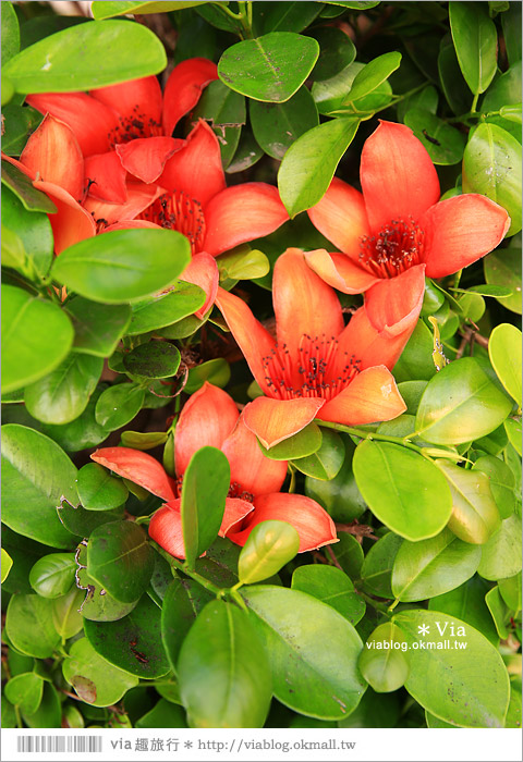 雲林木棉花道》西螺木棉花道～盛綻的火紅，是初春最熱情的色彩！