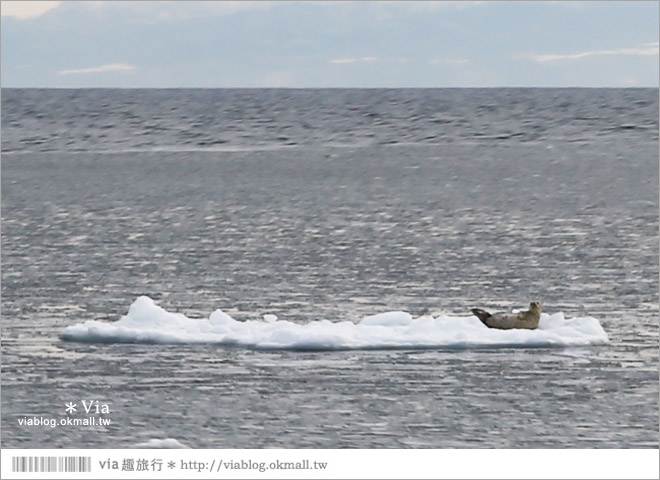 網走流冰》北海道網走破冰船～搭乘極光號破冰船出海賞流冰去囉！