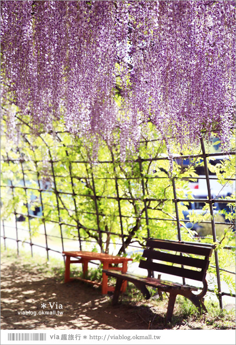 日本紫藤花季》河內藤園（上）～絕美！九州紫藤隧道夢幻的不可思議！