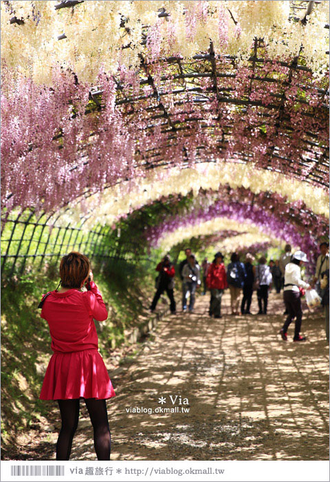 日本紫藤花季》河內藤園（上）～絕美！九州紫藤隧道夢幻的不可思議！