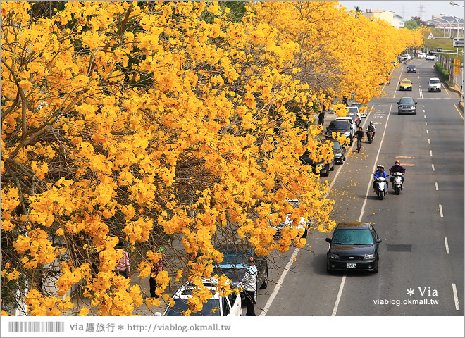彰化賞花景點》彰化溪洲黃金風鈴木～爆滿的黃花點綴成最美的台一線路段(含小秘境)