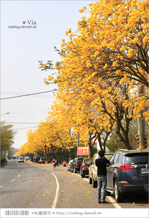 彰化賞花景點》彰化溪洲黃金風鈴木～爆滿的黃花點綴成最美的台一線路段(含小秘境)