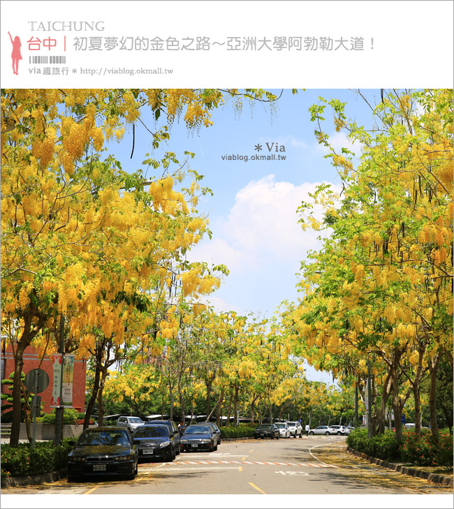 【台中阿勃勒】亞洲大學阿勃勒大道盛開了～澄黃黃的金色美景，夏季限定！