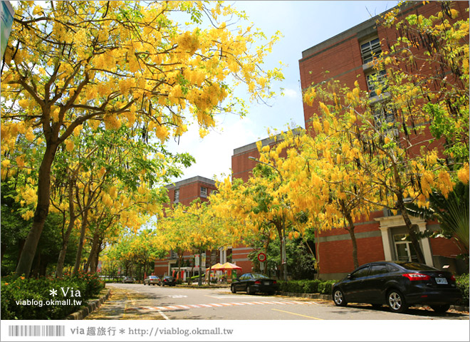 台中阿勃勒》亞洲大學阿勃勒大道盛開了～澄黃黃的金色美景，夏季限定！