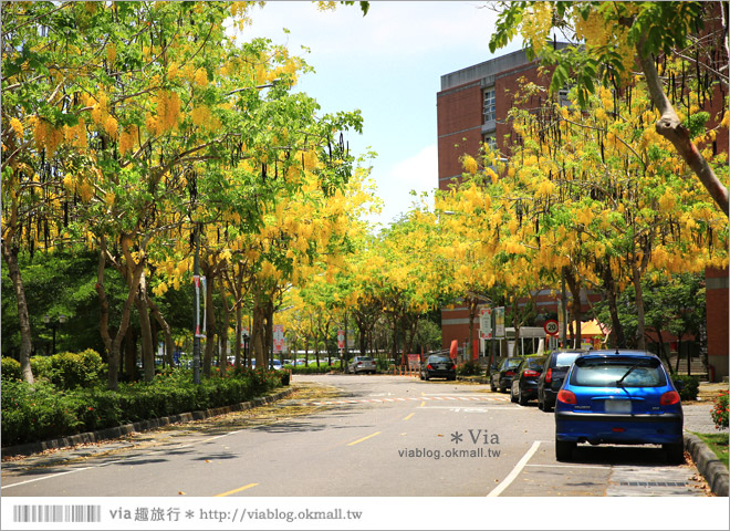 台中阿勃勒》亞洲大學阿勃勒大道盛開了～澄黃黃的金色美景，夏季限定！