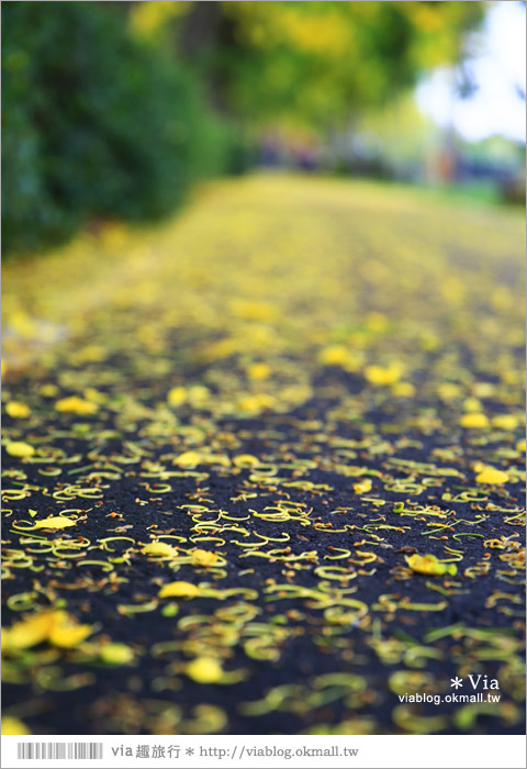 嘉義阿勃勒大道》六腳鄉蒜頭自行車道～爆紅的黃金地毯美景