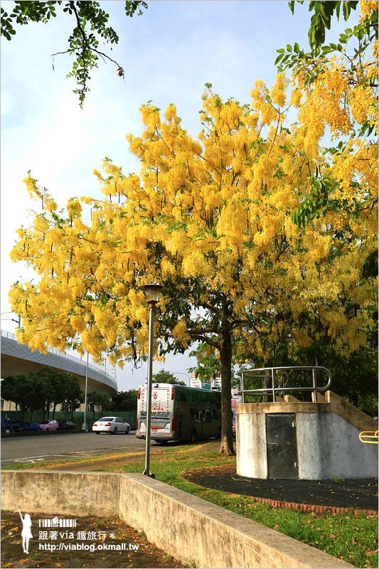 台中阿勃勒秘境》台中東區東光路～夏日限定的金鍊花美景！炸滿的豔黃美極了！