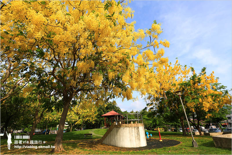 【台中阿勃勒秘境】台中東區東光路～夏日限定的金鍊花美景！炸滿的豔黃美極了！