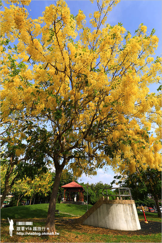 【台中阿勃勒秘境】台中東區東光路～夏日限定的金鍊花美景！炸滿的豔黃美極了！