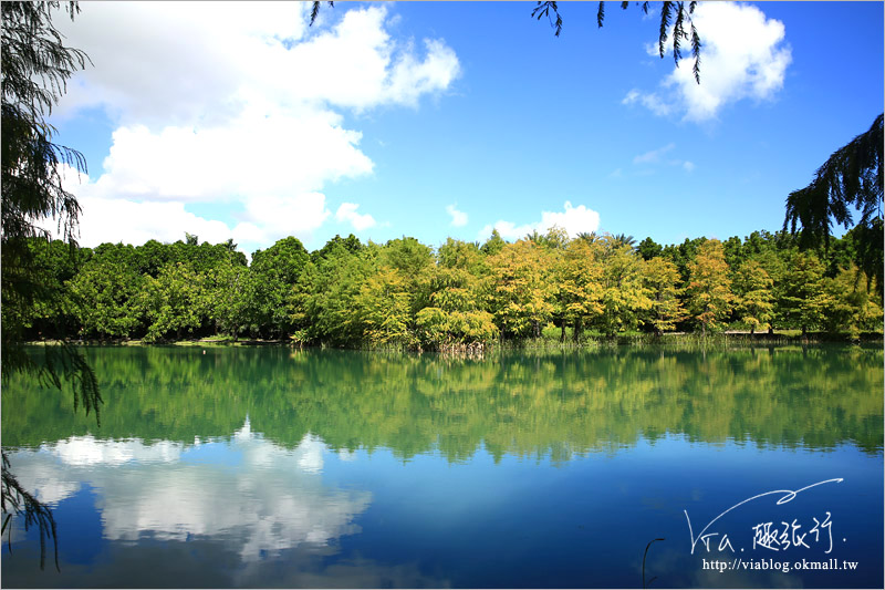 花蓮雲山水》花蓮景點推薦「雲山水」～夢幻湖畔散步‧落羽松微轉紅好迷人！