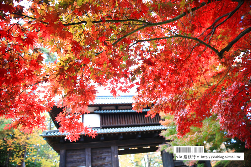 青森賞楓》青森紅葉景點～弘前城‧不止櫻花季美！紅葉季也是緋紅迷人的旅點！