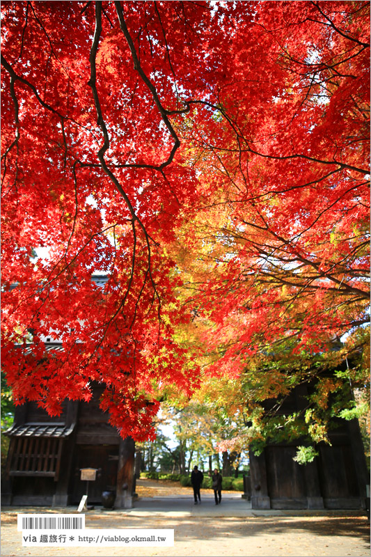 青森賞楓》青森紅葉景點～弘前城‧不止櫻花季美！紅葉季也是緋紅迷人的旅點！