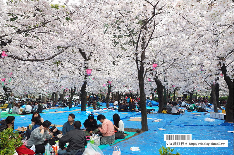 名古屋賞櫻》鶴舞公園～日本100大賞櫻名所‧1200株綻放的櫻花超壯觀！美翻了！