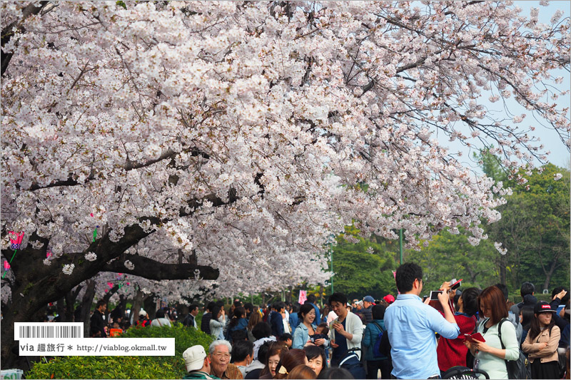 【名古屋賞櫻】鶴舞公園～日本100大賞櫻名所‧1200株綻放的櫻花超壯觀！美翻了！