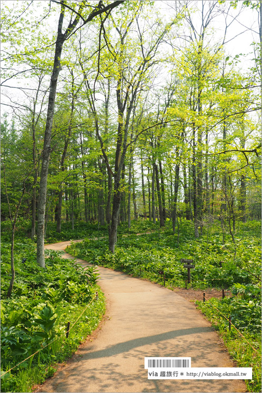 【北海道旅遊景點】十勝千年之森～夢幻的療癒系森林大草原、來去森林散散步！