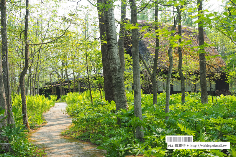 北海道旅遊景點》十勝千年之森～夢幻的療癒系森林大草原、來去森林散散步！