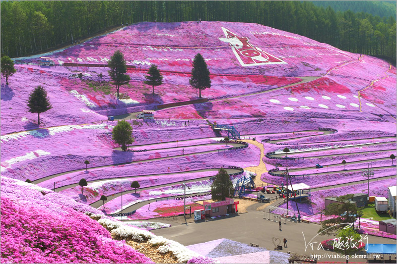 北海道芝櫻》網走｜大空町東藻琴芝櫻公園～絕美的粉紅國度！一生一定要看一次的美景！