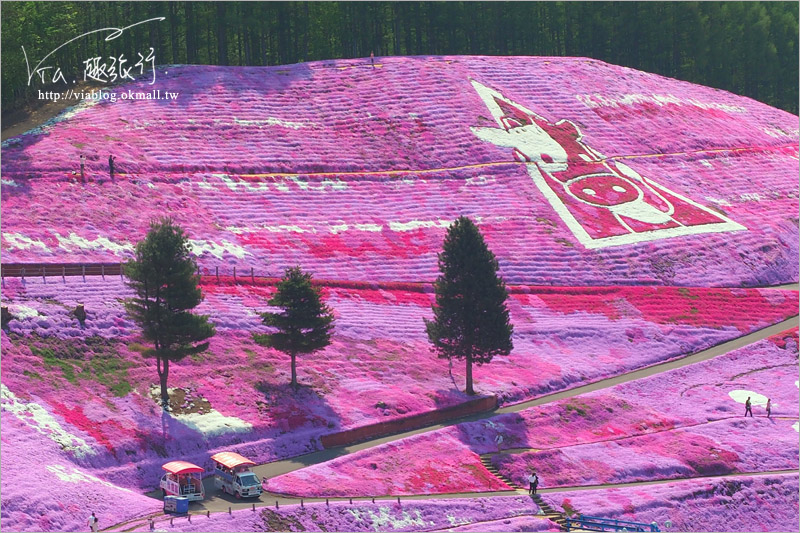 【北海道旅遊】網走｜大空町東藻琴芝櫻公園～絕美的粉紅國度！一生一定要看一次的美景！