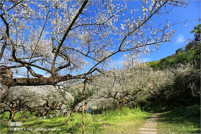 【信義梅花】烏松崙森林渡假營（石家梅園）～綻放的梅花盛開中！梅花季不能錯過的旅點！