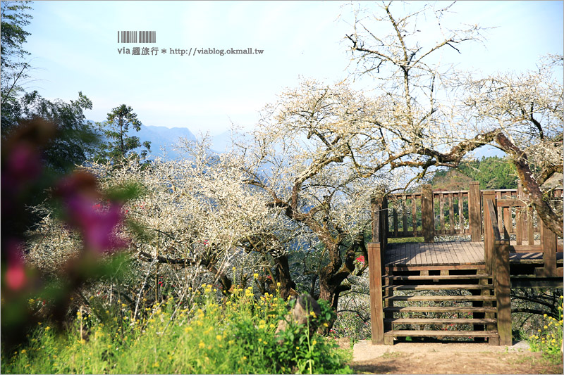【信義梅花】烏松崙森林渡假營（石家梅園）～綻放的梅花盛開中！梅花季不能錯過的旅點！