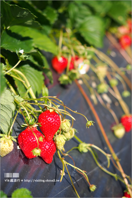 苗栗草莓推薦》大湖馬拉邦山「秀麗農莊」～鮮嫩可口的草莓這裡採！私房秘境後山觀景台美不勝收！