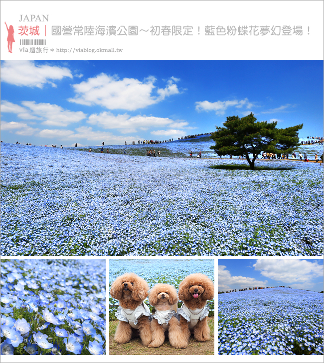 日本粉蝶花》國營常陸海濱公園～朝聖！無敵夢幻的粉蝶花丘大盛開！一生必賞的浪漫絕景！