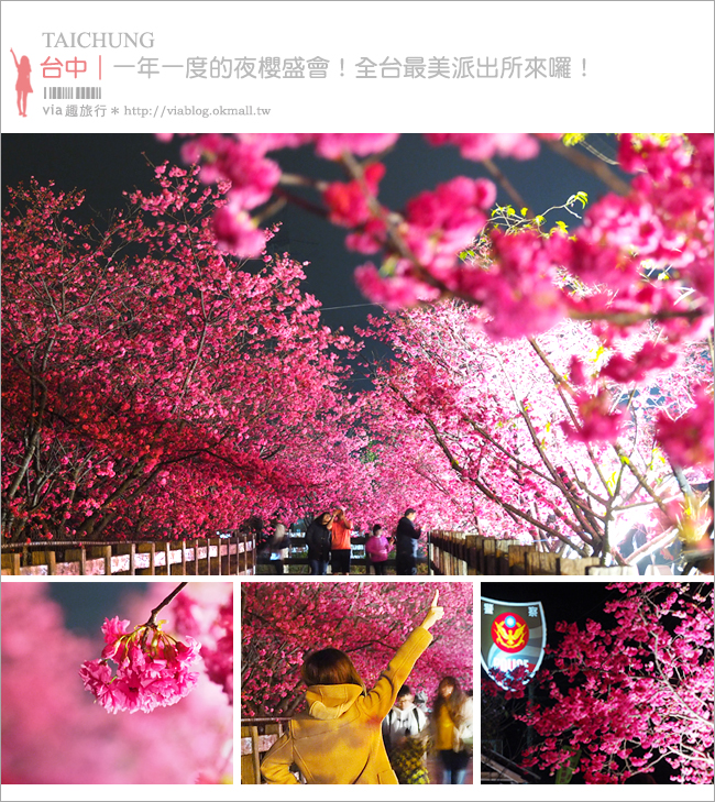 【泰安櫻花】台中泰安派出所櫻花～盛開超美實況來囉！點燈賞夜櫻更有風味！