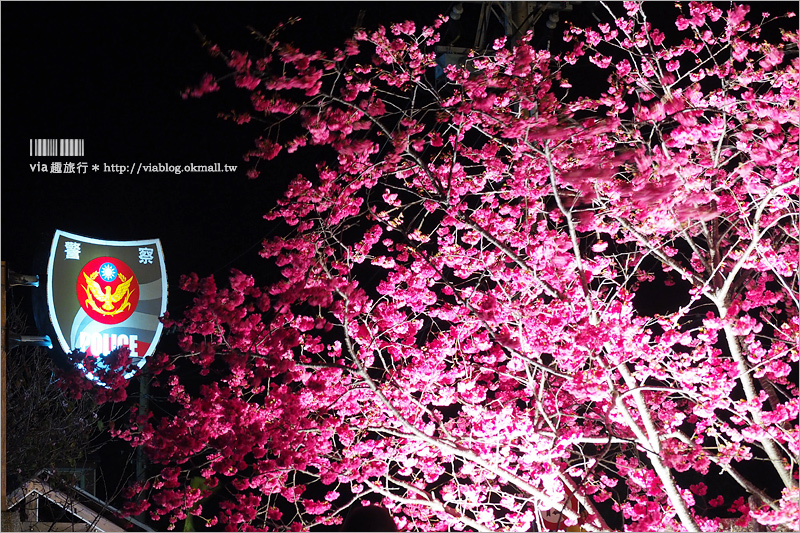 泰安櫻花》台中泰安派出所櫻花～盛開超美實況來囉！點燈賞夜櫻更有風味！