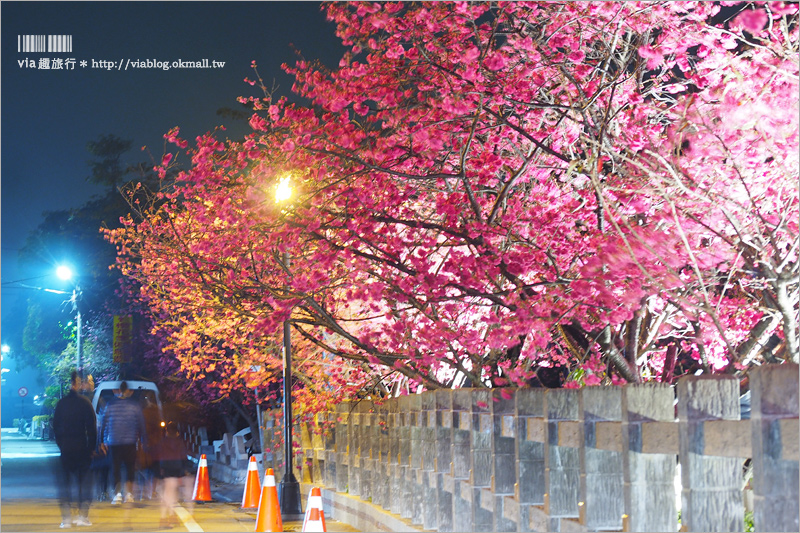 【泰安櫻花】台中泰安派出所櫻花～盛開超美實況來囉！點燈賞夜櫻更有風味！