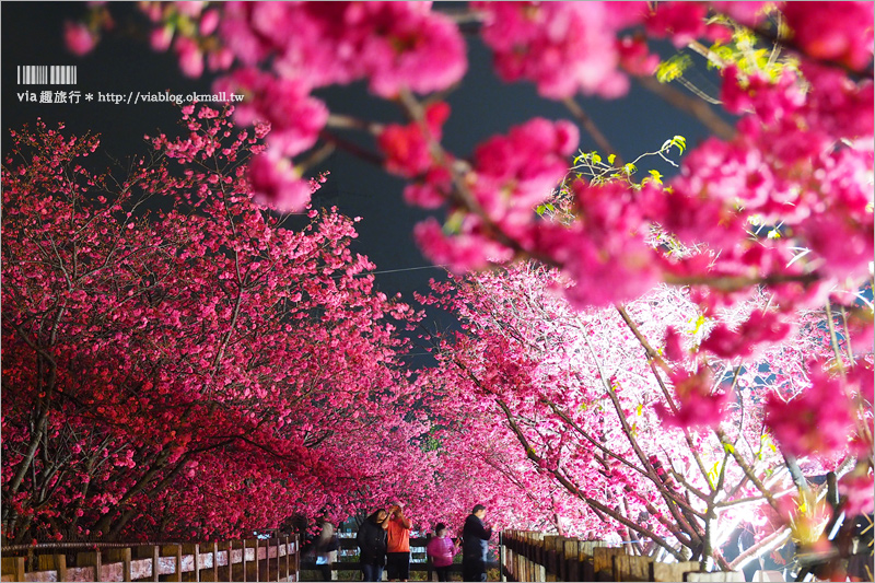 泰安櫻花》台中泰安派出所櫻花～盛開超美實況來囉！點燈賞夜櫻更有風味！