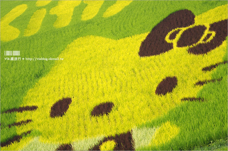 屏東熱帶農業博覽會》Kitty彩繪稻田(已撤展)～萌翻天！春節旅遊就去這～KITTY在屏東等你來玩！