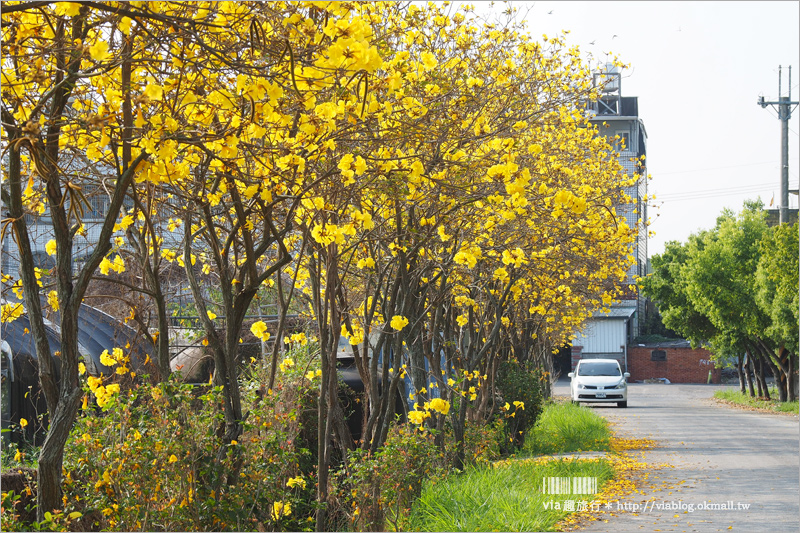 【南投黃金風鈴木】樸提蘭園旁～秘境報到！夢幻的金黃色小徑‧隱身在國道旁的賞花秘境