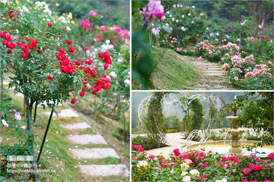 苗栗景點》雅聞七里香玫瑰森林～上萬株玫瑰相伴的浪漫森林！秘探世界玫瑰花園旅行去！