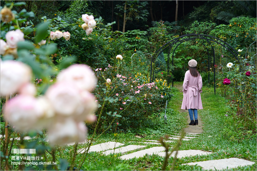 苗栗景點》雅聞七里香玫瑰森林～上萬株玫瑰相伴的浪漫森林！秘探世界玫瑰花園旅行去！