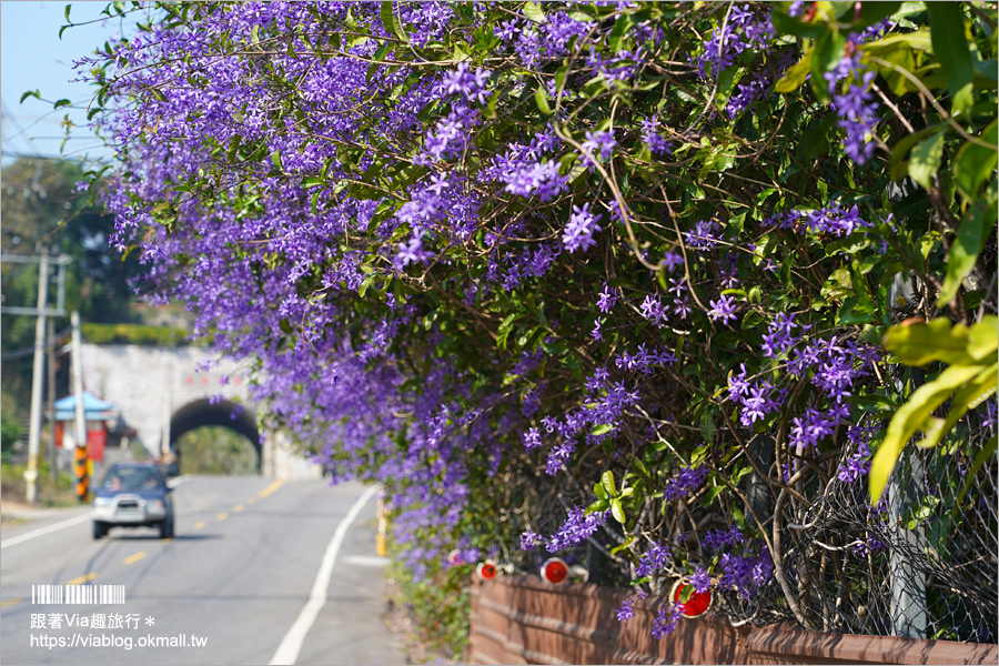 中寮景點》671茶花園錫葉藤盛開中～春季限定！浪漫的紫色花藤來報到，爆紅秘境看這篇！