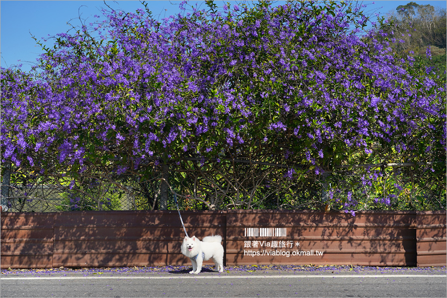 中寮景點》671茶花園錫葉藤盛開中～春季限定！浪漫的紫色花藤來報到，爆紅秘境看這篇！