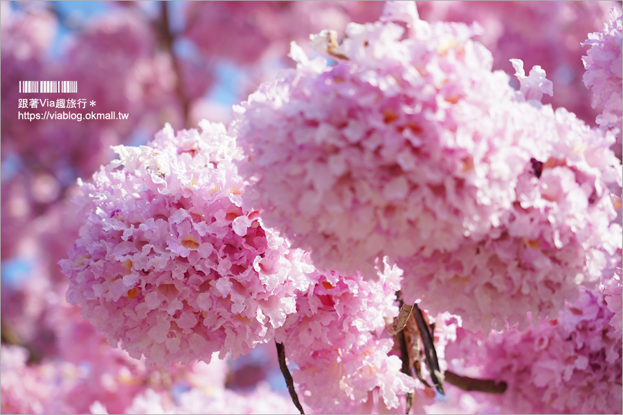 草屯景點》草屯洋紅風鈴木～草屯體育場前的粉紅浪漫！不輸櫻花的炸開美景實況！