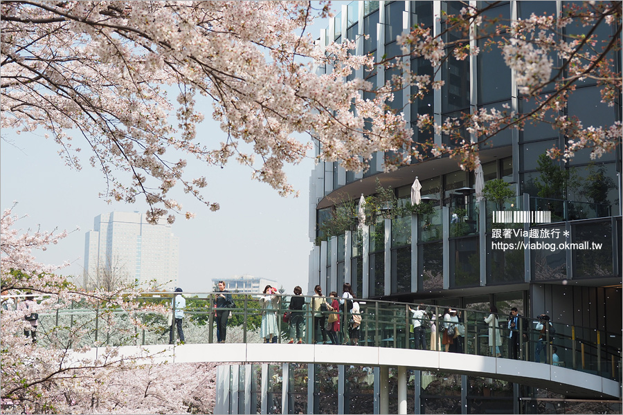 東京櫻花季》六本木櫻花景點推薦～必去！東京中城TOKYO MIDTOWN超美櫻花天橋，巧遇櫻吹雪美炸了！