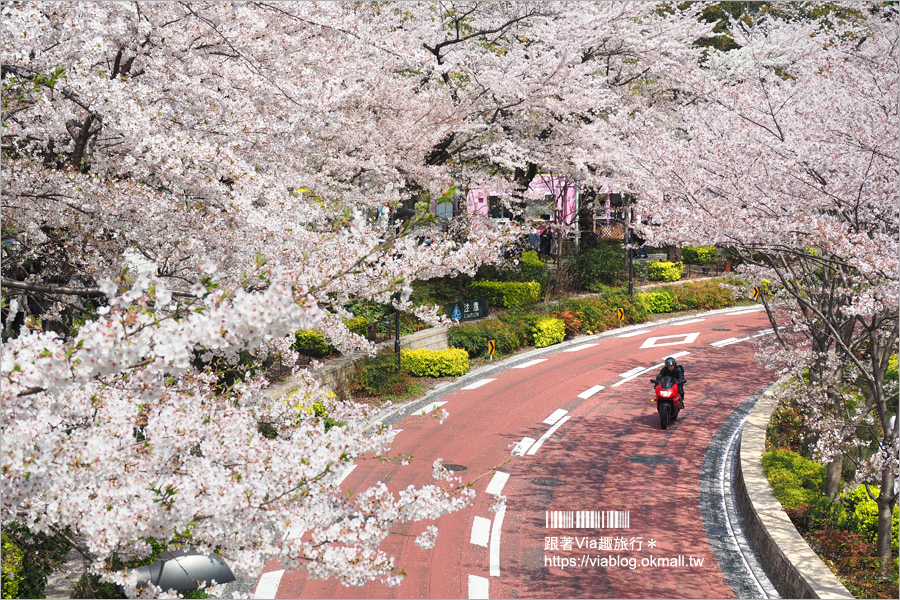 東京櫻花季》六本木櫻花景點推薦～必去！東京中城TOKYO MIDTOWN超美櫻花天橋，巧遇櫻吹雪美炸了！