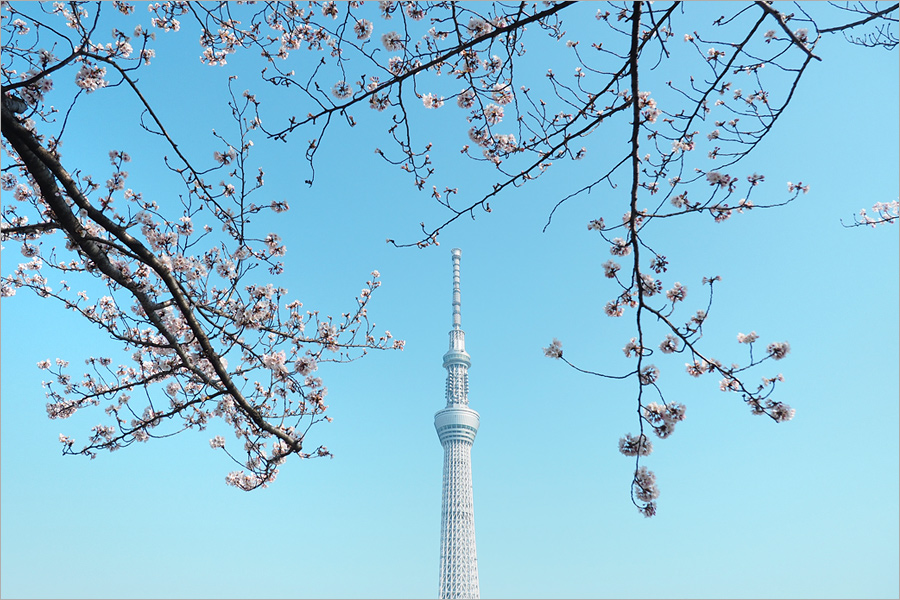 東京櫻花景點》淺草隅田公園～櫻花＋晴空塔＋隅田川～一次滿足！拍晴空塔的超美角度看這篇！