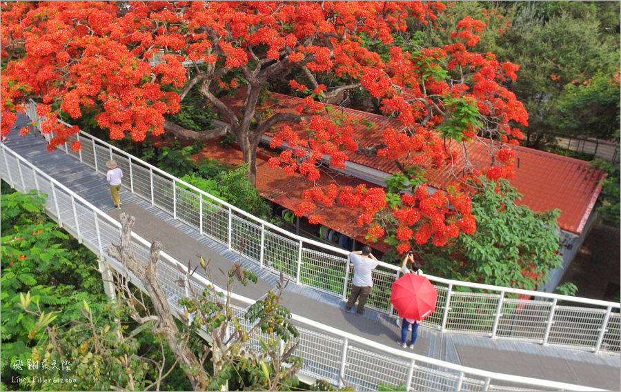 【彰化鳳凰花】八卦山天空步道鳳凰花～超美！橘紅色的天空！夏季最火紅熱情的花季報到～
