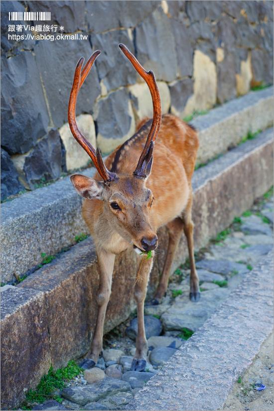 奈良一日遊》近鐵奈良站攻略～拜大佛、餵小鹿、血拼伴手禮！一日遊&住宿怎麼安排就看這篇！