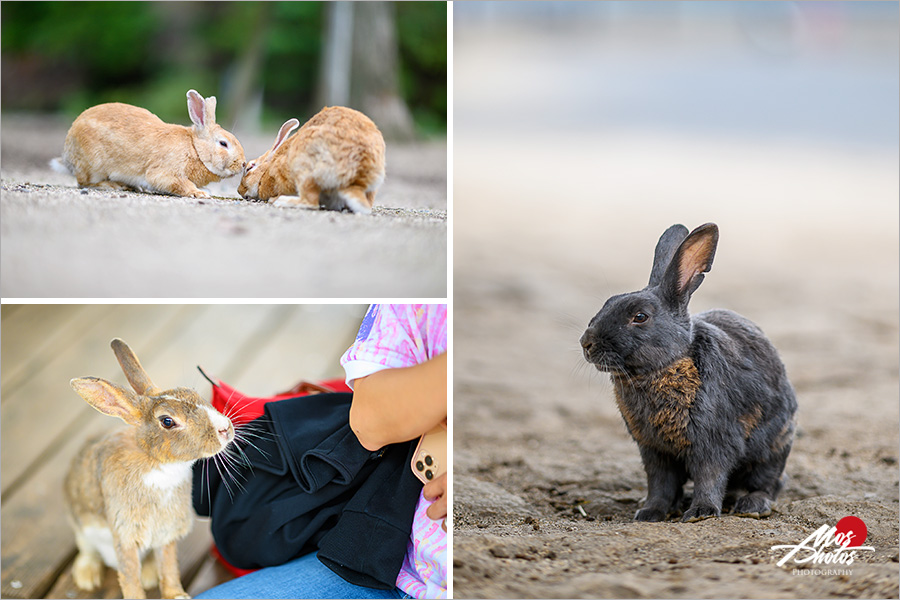 【廣島大久野島】必去超萌兔子島～最療癒的小島，萌呆可愛的兔樂園，成群萌兔信徒跟著你～