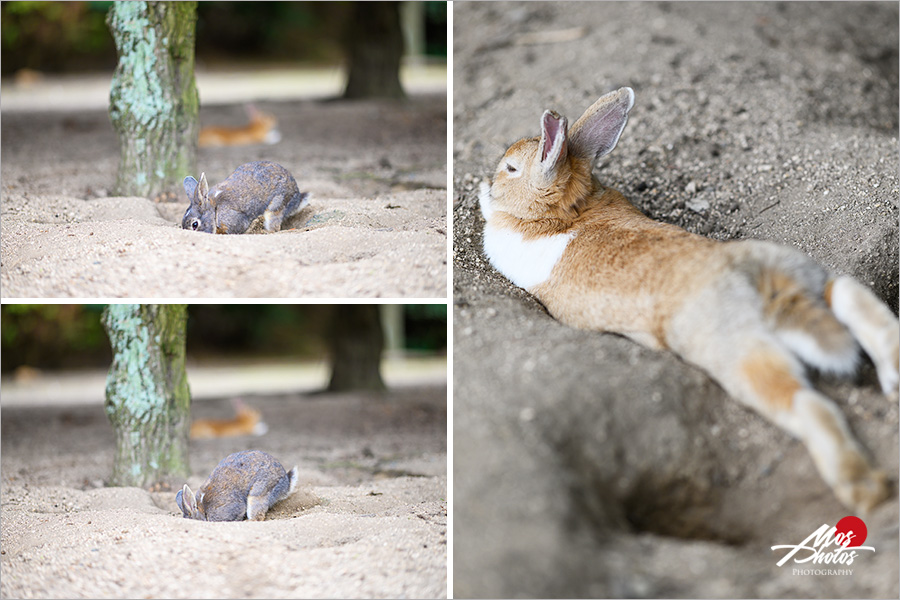 廣島大久野島》必去超萌兔子島～最療癒的小島，萌呆可愛的兔樂園，成群萌兔信徒跟著你～